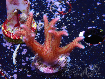 WYSIWYG Seriatopora caliendrum Pink