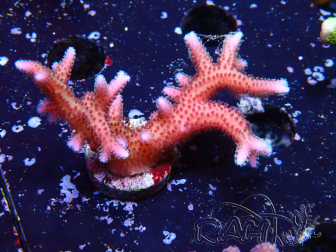 WYSIWYG Seriatopora caliendrum Pink 1M3