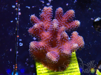 WYSIWYG Stylophora Purple Thin Branch