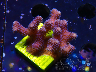 WYSIWYG Stylophora Purple Thin Branch 1M5