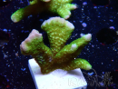 WYSIWYG- Montipora digitata vert