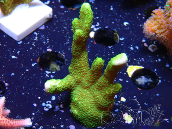 WYSIWYG- Montipora digitata verde