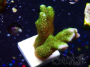 WYSIWYG - Montipora digitata verde