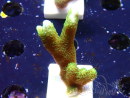 WYSIWYG- Montipora digitata verde