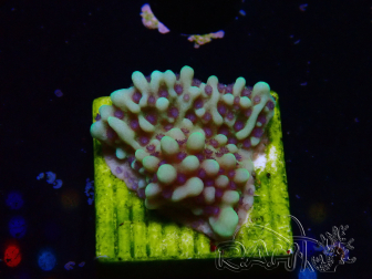 WYSIWYG Montipora undata