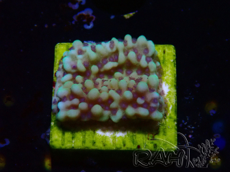 WYSIWYG Montipora undata 1O6