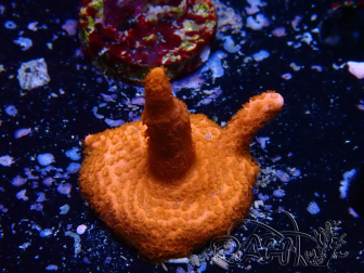 WYSIWYG montipora roja crece roja