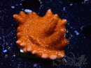 WYSIWYG montipora roja crece roja