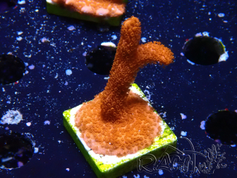 WYSIWYG Montipora roja crece roja