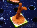 WYSIWYG Montipora roja crece roja