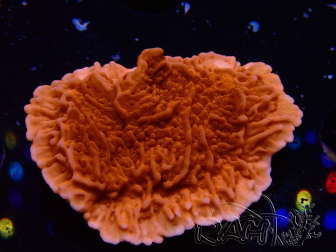 WYSIWYG Montipora Rotes Plateau