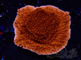 WYSIWYG Montipora Red Plateau