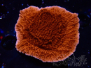 WYSIWYG Montipora Plateau Rot