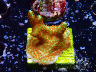 WYSIWYG Montipora Fire Forest 1Q1