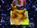 WYSIWYG Montipora Fire Forest 1Q1