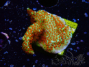 WYSIWYG Montipora Fire Forest