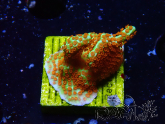 WYSIWYG Montipora Foresta di Fuoco