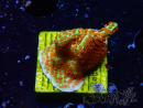 WYSIWYG Montipora Fire Forest
