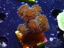 WYSIWYG Stylophora Pinkish 1Q4