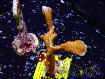 WYSIWYG Montipora digitata