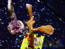 WYSIWYG Montipora digitata
