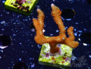 WYSIWYG Montipora digitata 1R2