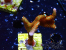 WYSIWYG Montipora digitata 1R3