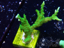 WYSIWYG Montipora stellata