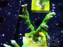 WYSIWYG Montipora stellata 1S2