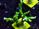 WYSIWYG Montipora stellata