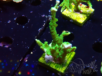 WYSIWYG Montipora stellata
