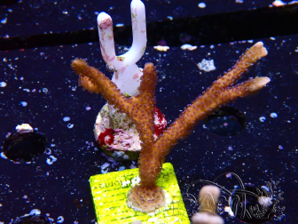 WYSIWYG Montipora Polype Violet 1U1