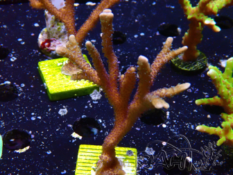 WYSIWYG Montipora Polype Violet 1U2