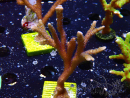 WYSIWYG Montipora Polype Violet
