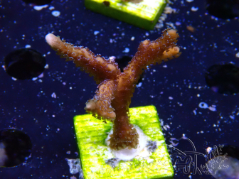 WYSIWYG Montipora Polype Violet 1U3