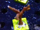 WYSIWYG Montipora Polype Violet
