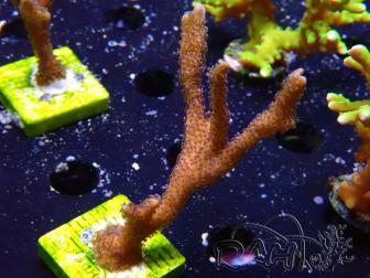 WYSIWYG Montipora Polype Violet 1U4