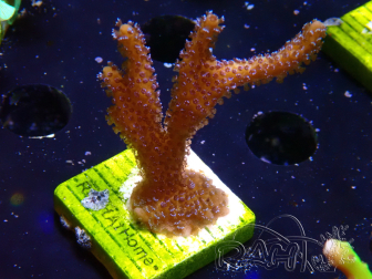 WYSIWYG Montipora Polype Violet
