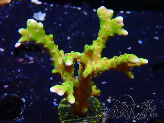 WYSIWYG - BR Grüner Goblin Anacropora