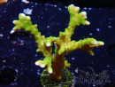 WYSIWYG - BR Grüner Goblin Anacropora