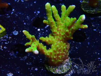WYSIWYG - BR Green Goblin Anacropora