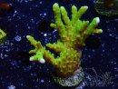 WYSIWYG - BR Green Goblin Anacropora