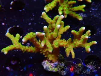 WYSIWYG - BR Green Goblin Anacropora 1V5
