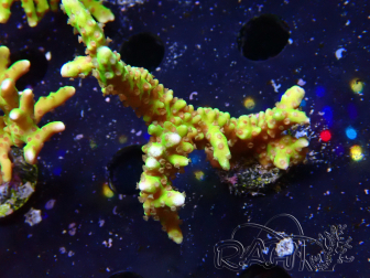 WYSIWYG - AK Goldenrod Anacropora