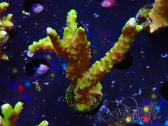 WYSIWYG - AK Goldenrod Anacropora 1W6
