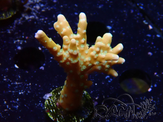 WYSIWYG - MH Tropicana Anacropora