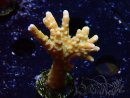 WYSIWYG - MH Tropicana Anacropora 1X4