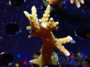 WYSIWYG - MH Tropicana Anacropora