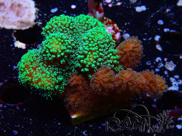 WYSIWYG - Stylophora Chimera (Pink and Green Bush/Green Fluo) 1