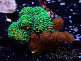 WYSIWYG - Stylophora Chimera (Pink and Green Bush/Green Fluo) 1